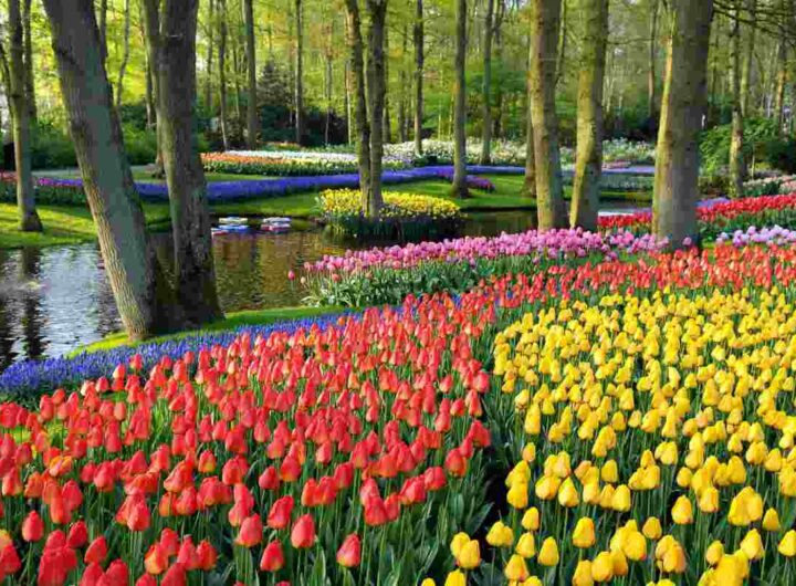 Lisse cosa vedere e fare