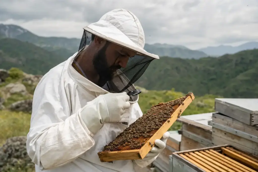 Apicoltore in tuta protettiva controlla un telaino pieno di api con una lente d’ingrandimento, con alveari e montagne sullo
