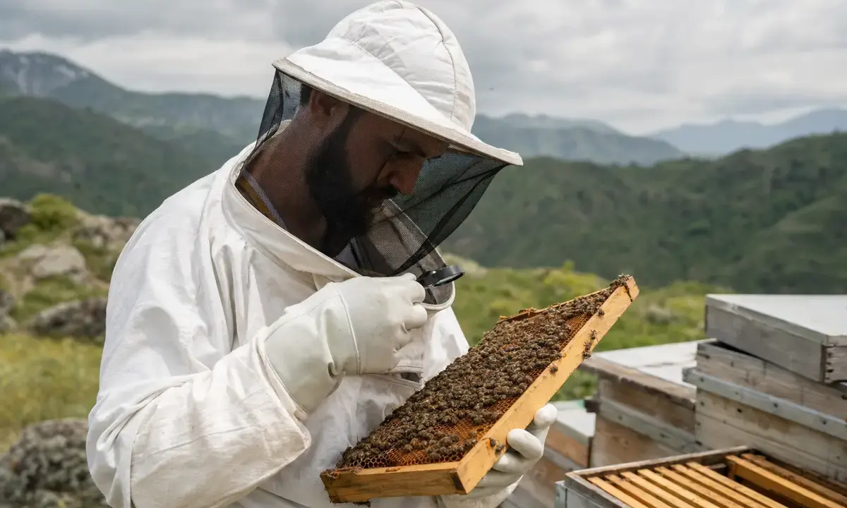 Apicoltore in tuta protettiva controlla un telaino pieno di api con una lente d’ingrandimento, con alveari e montagne sullo
