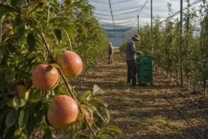 Mele su un ramo in primo piano in un frutteto con reti ombreggianti e due lavoratori tra i filari