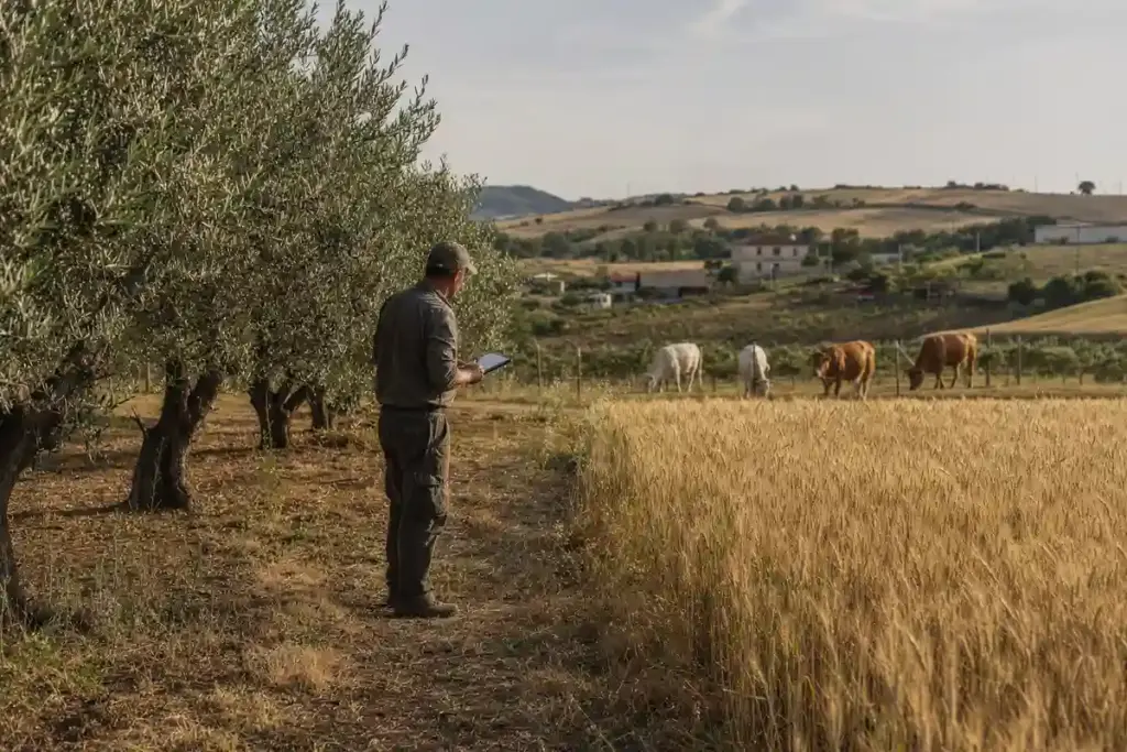 Agricoltore con tablet tra ulivi e campo di grano, con alcune mucche al pascolo sullo sfondo