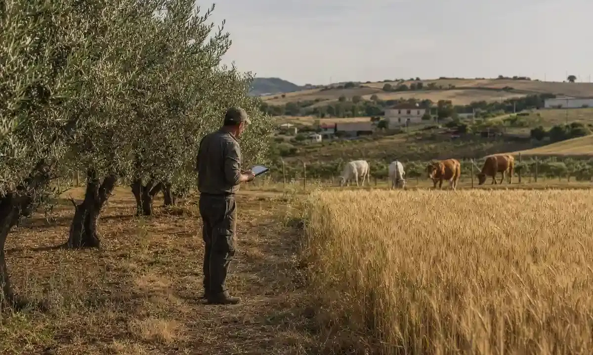 Agricoltore con tablet tra ulivi e campo di grano, con alcune mucche al pascolo sullo sfondo