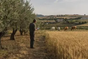 Agricoltore con tablet tra ulivi e campo di grano, con alcune mucche al pascolo sullo sfondo