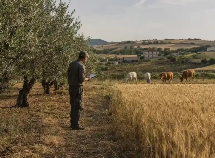Agricoltore con tablet tra ulivi e campo di grano, con alcune mucche al pascolo sullo sfondo
