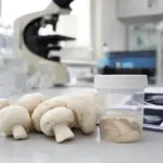 Champignon bianchi su un banco di laboratorio accanto a un contenitore campione e documenti di ricerca