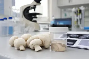 Champignon bianchi su un banco di laboratorio accanto a un contenitore campione e documenti di ricerca