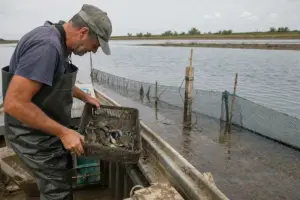 Pescatore in waders controlla una cassetta con granchi blu su una barca in laguna, vicino a reti di allevamento