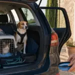 Cane con pettorina e gatto nel trasportino nel bagagliaio aperto di un’auto, con valigie e ciotola da viaggio
