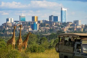 Il Ruanda oltre il circuito di Formula 1: safari, gorilla e il lago Kivu