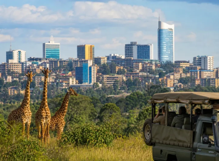 Il Ruanda oltre il circuito di Formula 1: safari, gorilla e il lago Kivu