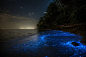 Bocas del Toro, Panama: la bioluminescenza nei Caraibi tra mangrovie e bradipi