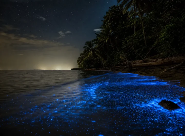 Bocas del Toro, Panama: la bioluminescenza nei Caraibi tra mangrovie e bradipi